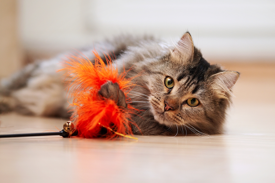 Fluffy Cat Plays With A Toy.