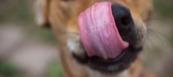 brown dog in soft focus licking his nose closeup outdoors