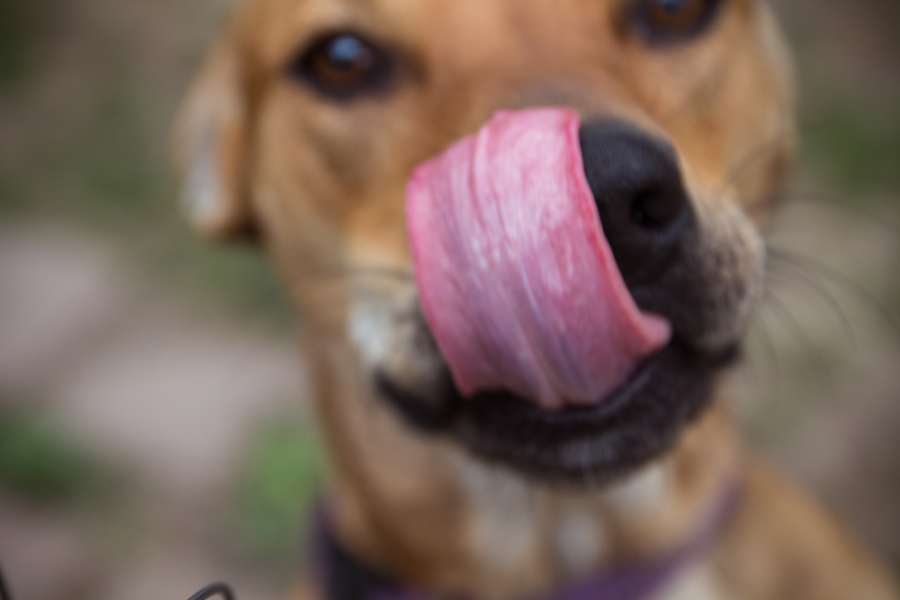 brown dog in soft focus licking his nose closeup outdoors