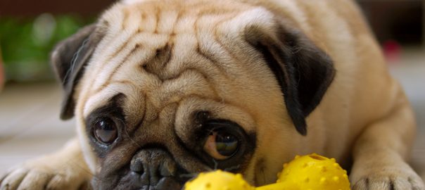 Pug with toy
