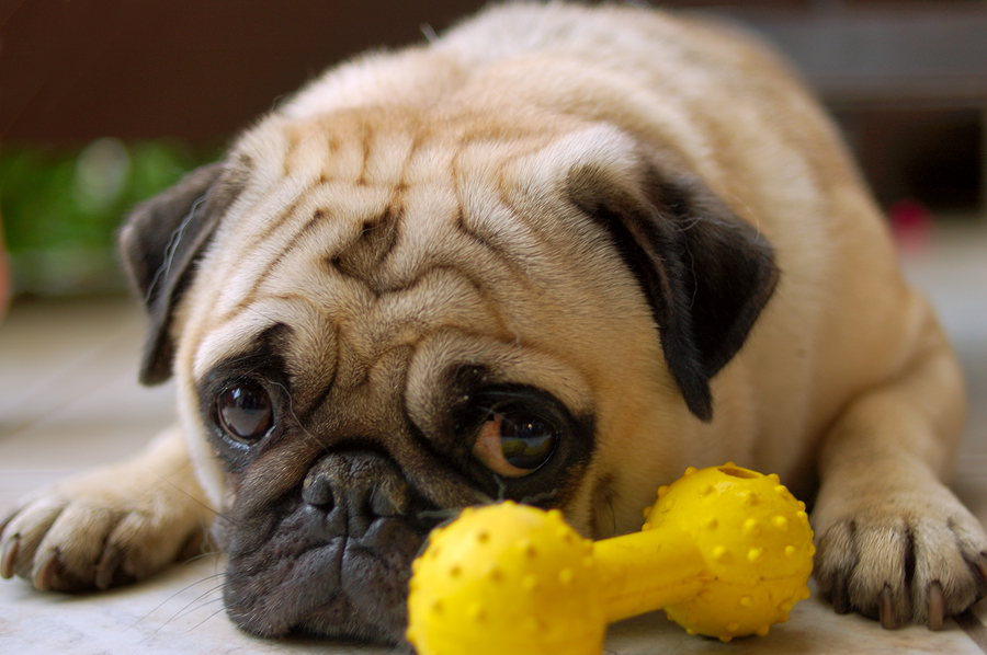 Pug with toy