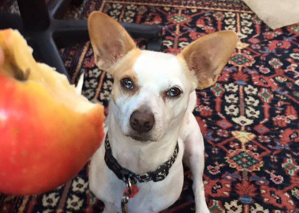 my dog ate an apple core