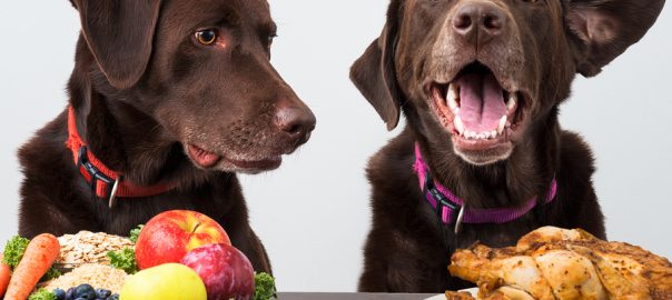 Dogs and food