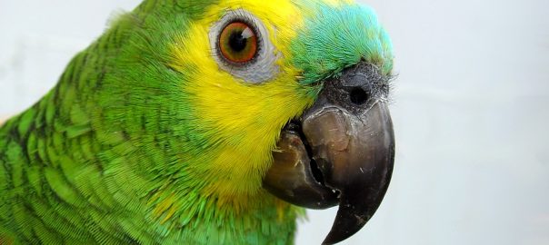 Amazon parrot