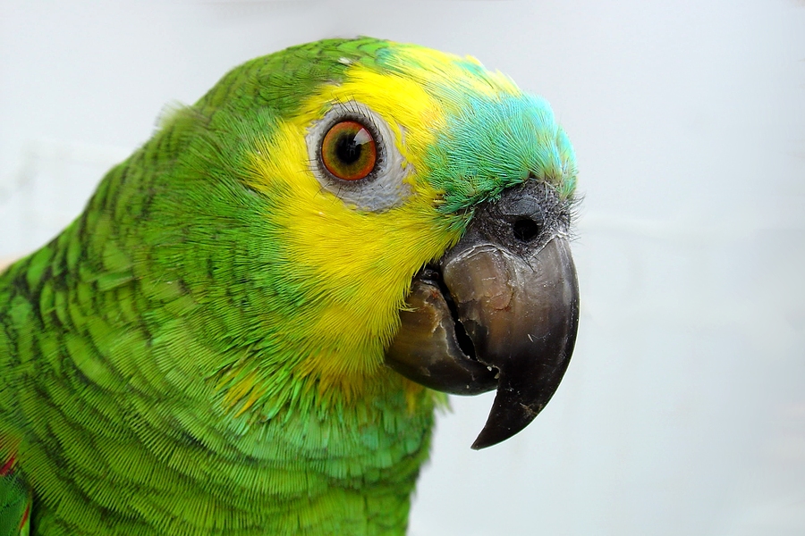 Amazon parrot