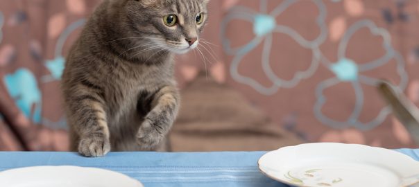 cat eating at table