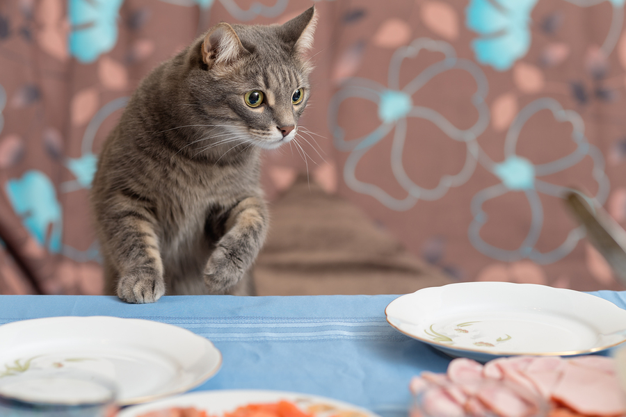 cat eating at table