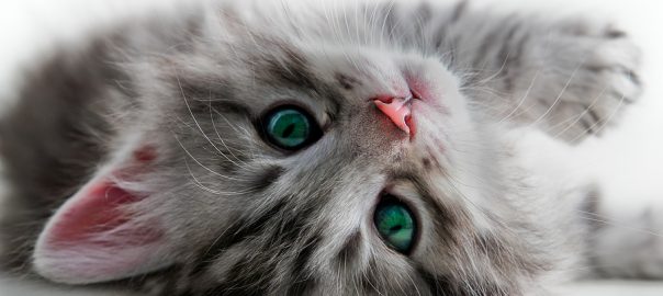 kitten looking at you upside down