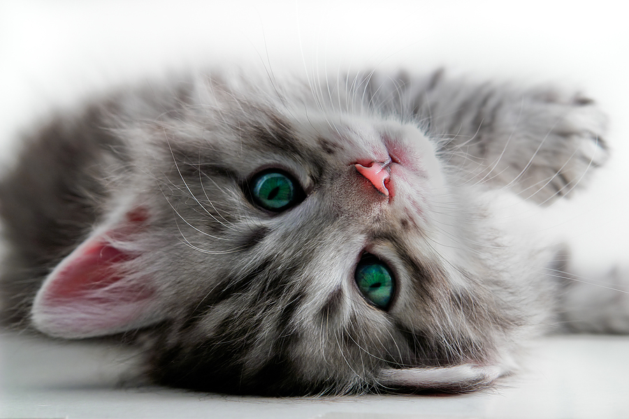 kitten looking at you upside down