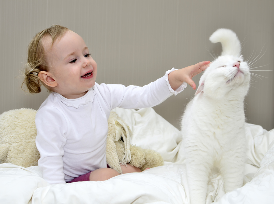little girl sitting on the bed and plays with a cat