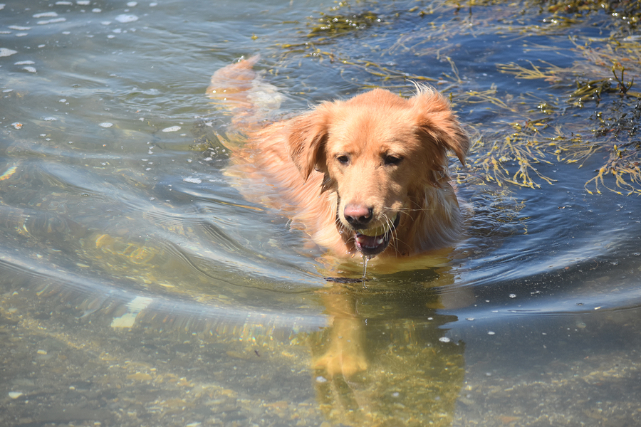 Dog running out of the water with a ball