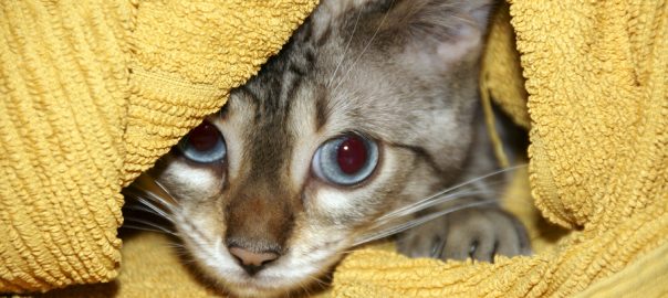 A Bengal kitten hiding under a yellow towel