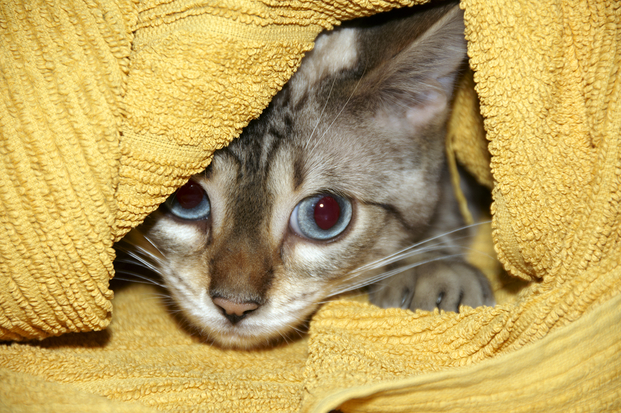 A Bengal kitten hiding under a yellow towel