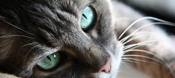 green eyed cat