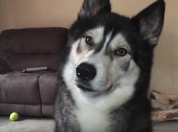 Husky