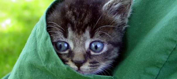 kitten in veterinary scrub pocket