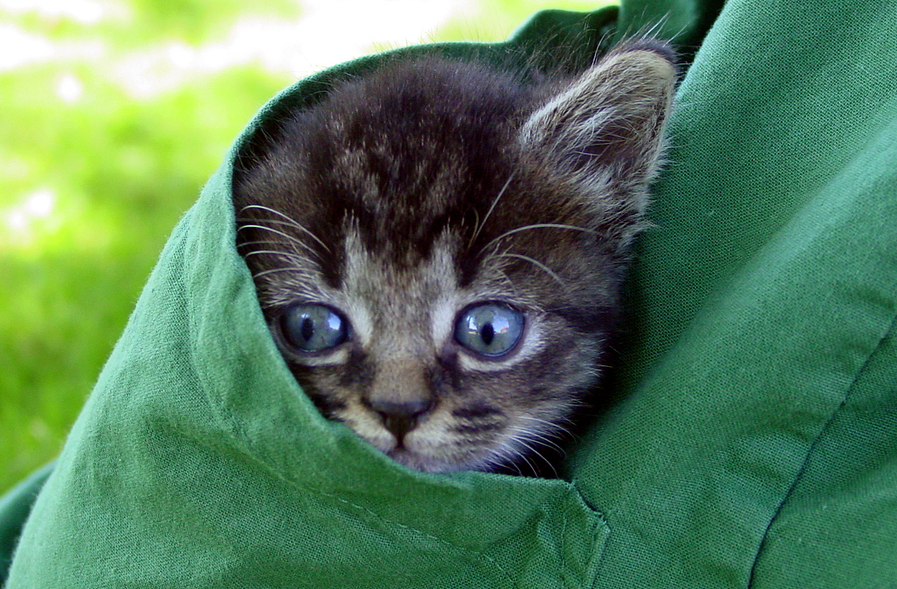 kitten in veterinary scrub pocket