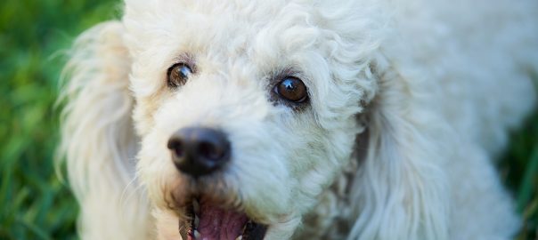 Poodle barking