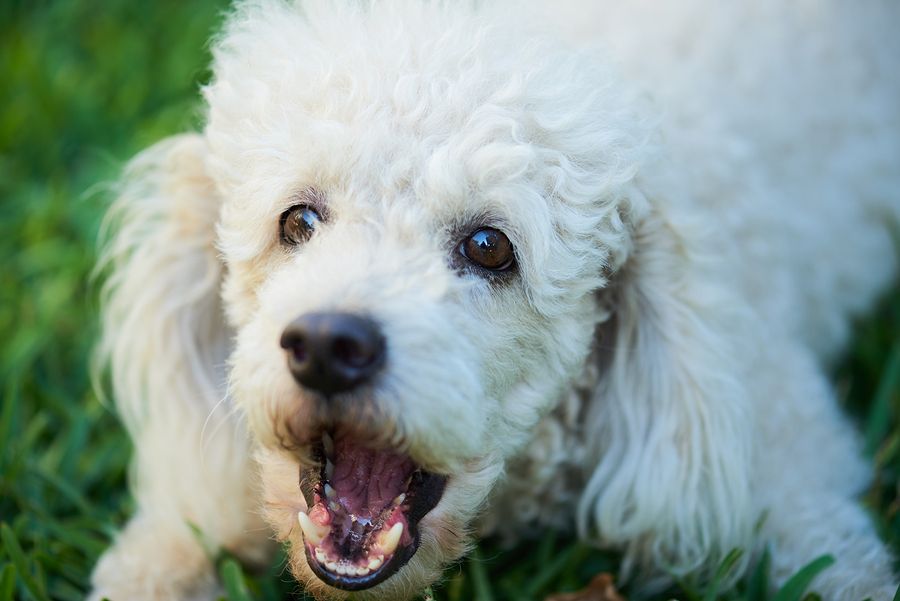 Poodle barking