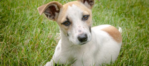 dog in grass