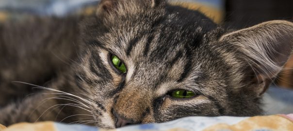 Cat with green eyes