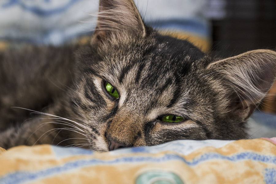 Cat with green eyes