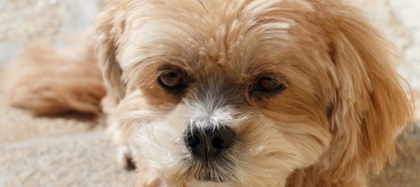 Lhasa Apso dog lying on pavement in a garden