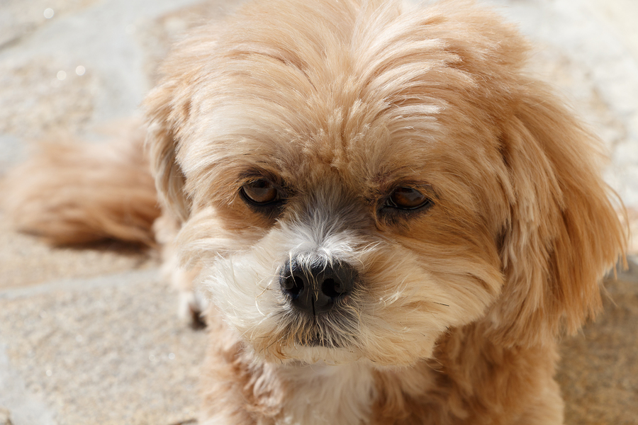 Lhasa Apso dog lying on pavement in a garden