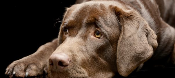 Sad Labrador Retriever