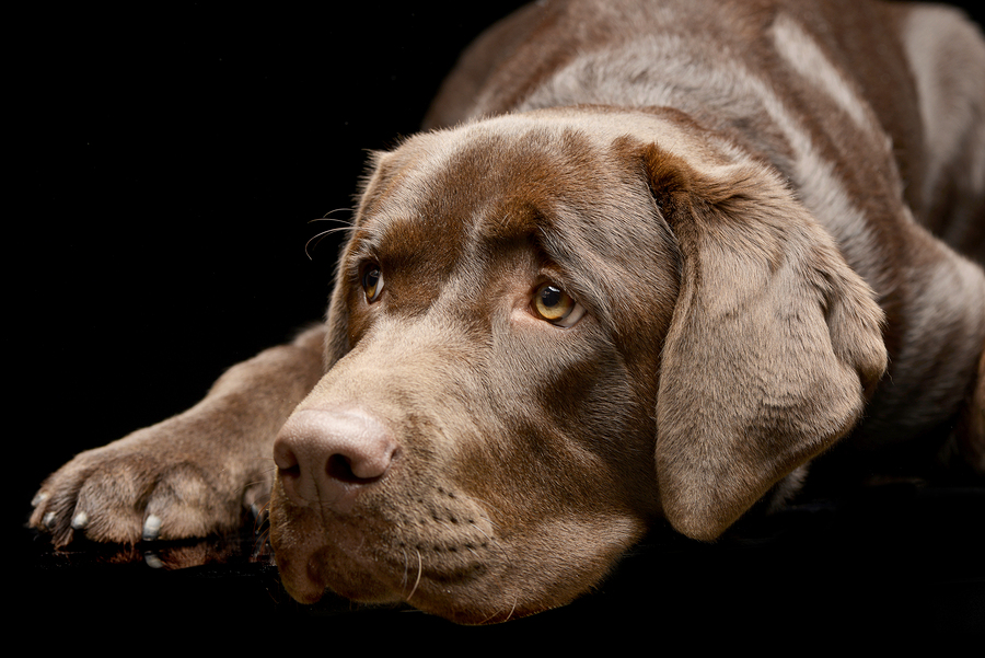 Sad Labrador Retriever