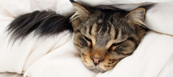 Brown Tabby Maine Coon cat in between 2 layers of duvet on the bed.