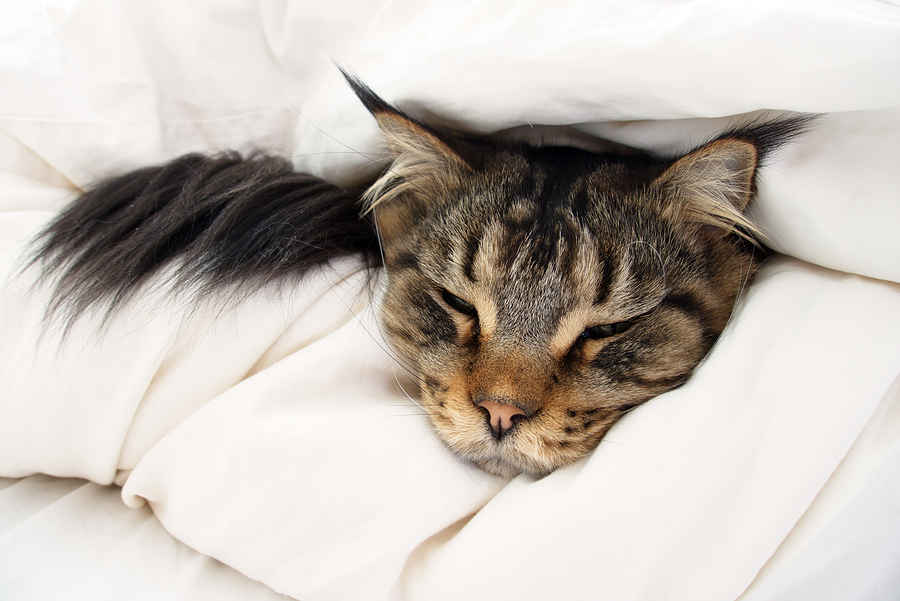 Brown Tabby Maine Coon cat in between 2 layers of duvet on the bed.