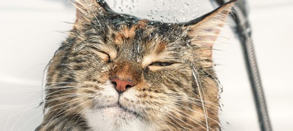 Cat having a bath