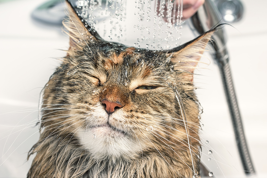 Cat having a bath