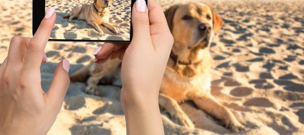 Woman hands with mobile cell phone to take a photo of labrador dog lying on the sand.