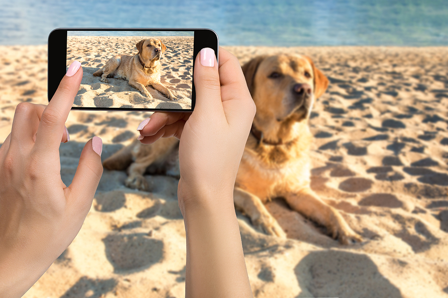 Woman hands with mobile cell phone to take a photo of labrador dog lying on the sand.