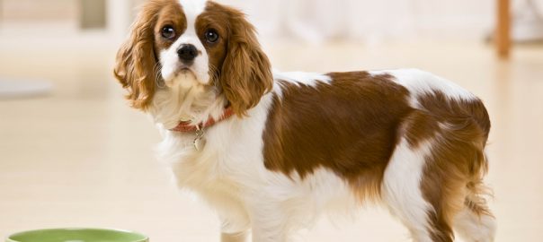 Dog looking at camera standing by green bowl