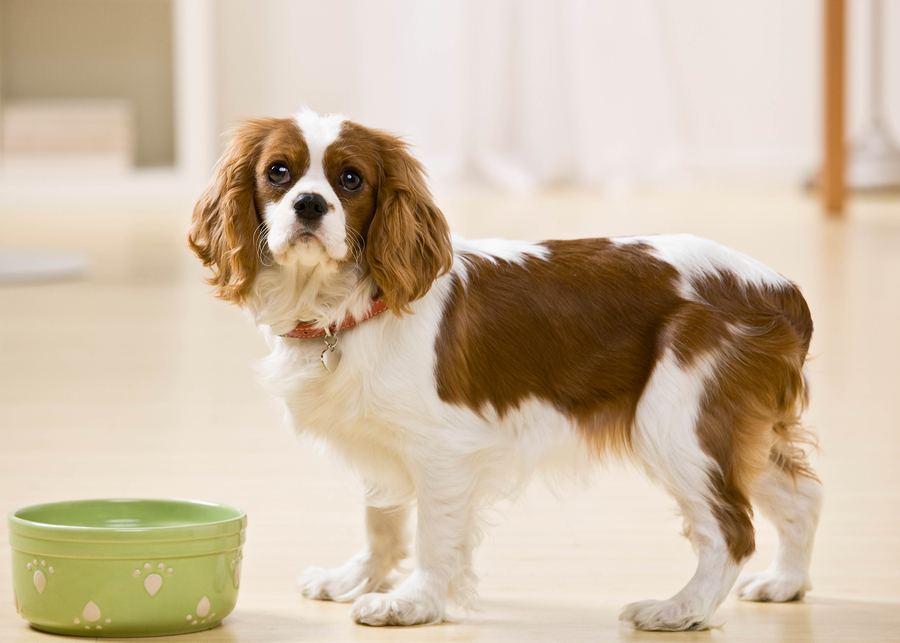 Dog looking at camera standing by green bowl