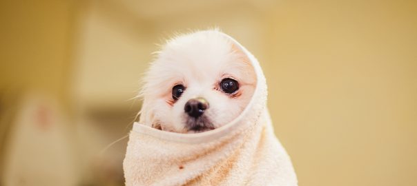 Pomeranian wrapped in a towel