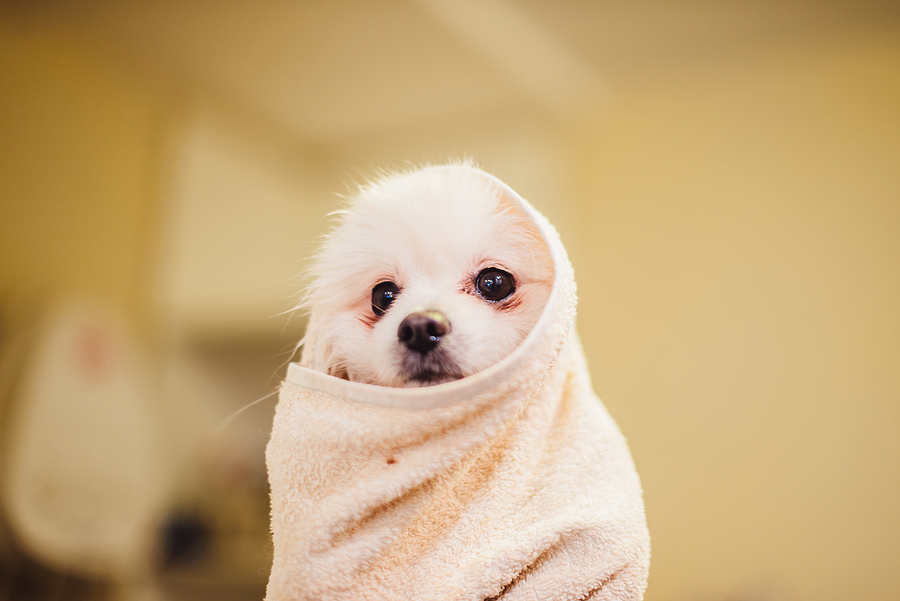 Pomeranian wrapped in a towel