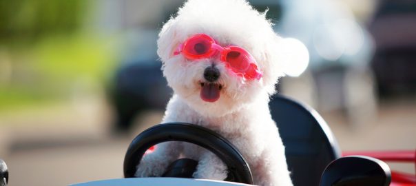 Happy Dog in car. Bichon Frise Dog wears Hot Pink Goggles and enjoys a ride in a pedal car.