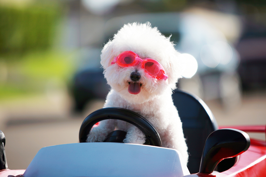 Happy Dog in car. Bichon Frise Dog wears Hot Pink Goggles and enjoys a ride in a pedal car.