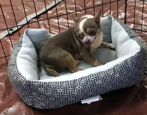 Freddie and his first bed