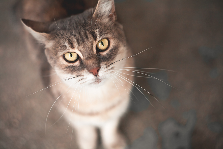 Cat looking up