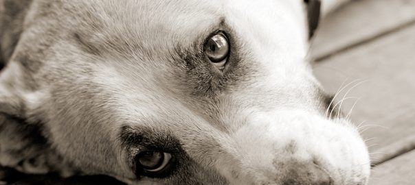 Sweet sad dog