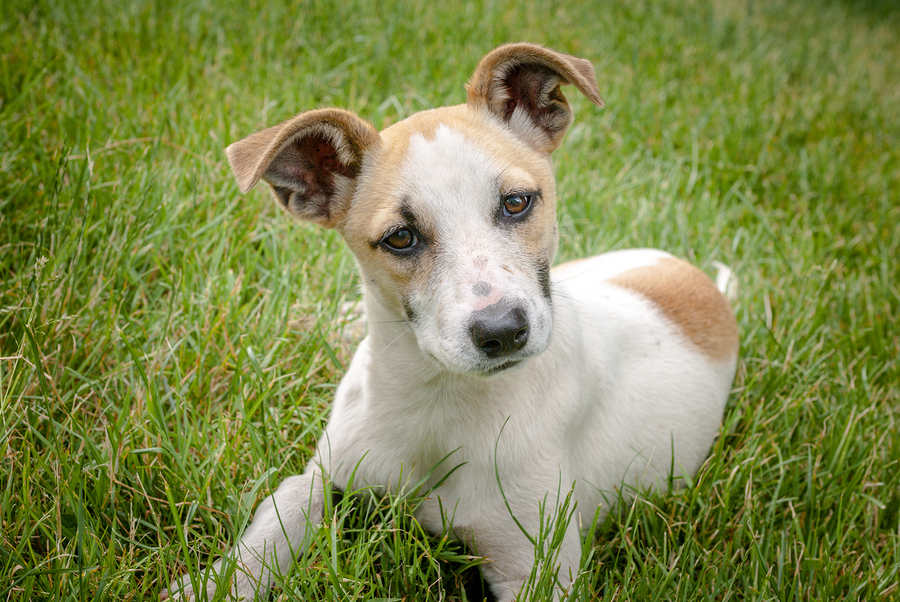 dog in grass