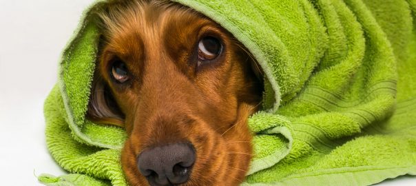 Wet Cocker Spaniel dog after the bath with a green towel