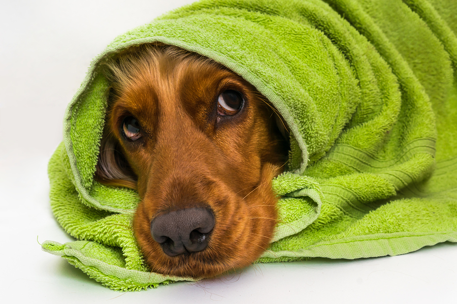 Wet Cocker Spaniel dog after the bath with a green towel