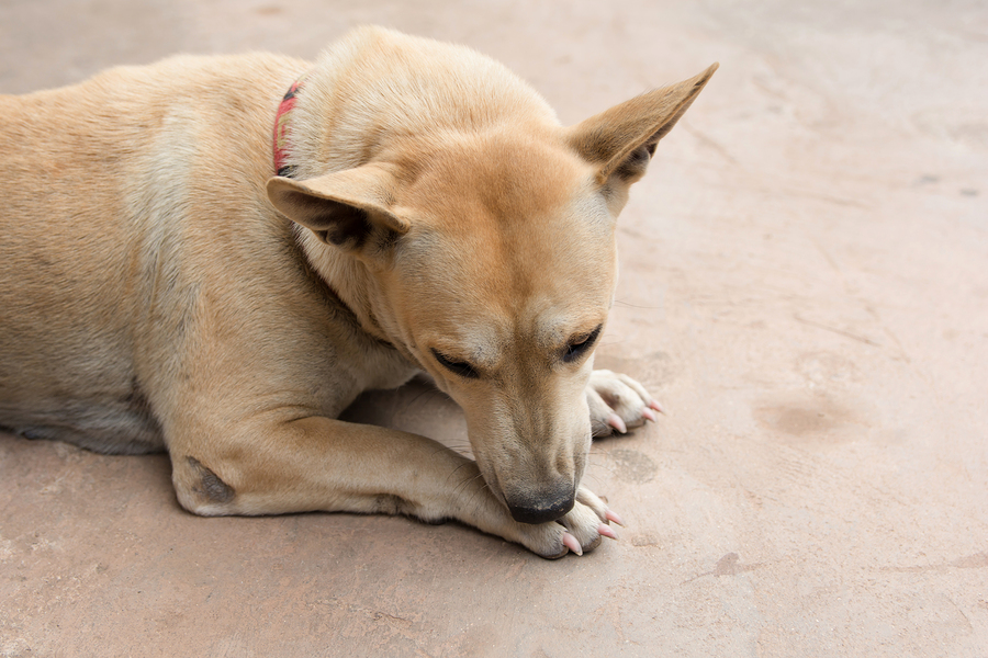 Why does my dog lick my sore foot