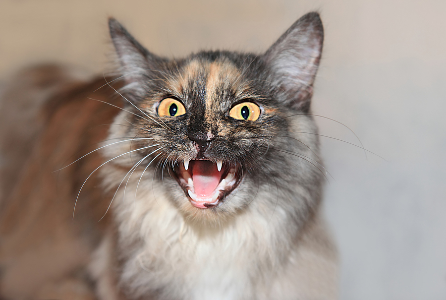 aggressive cat shows teeth and hisses